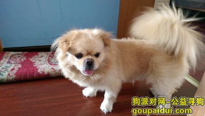 【成都找狗】，新南门汽车站附近寻找一条黄色西藏猎犬，它是一只非常可爱的宠物狗狗，希望它早日回家，不要变成流浪狗。
