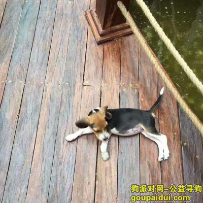 寻找比格犬，郑州高新技术开发区帝宛别墅内走丢，它是一只非常可爱的宠物狗狗，希望它早日回家，不要变成流浪狗。