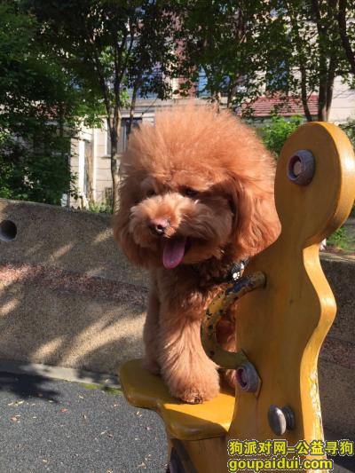 【上海找狗】，上海松江区沈砖公路寻找泰迪，它是一只非常可爱的宠物狗狗，希望它早日回家，不要变成流浪狗。