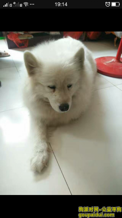 【郑州捡到狗】，郑州医学院附近捡到只超肥的萨摩耶，它是一只非常可爱的宠物狗狗，希望它早日回家，不要变成流浪狗。