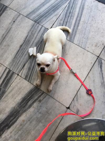【上海找狗】，寻找一只走丢的吉娃娃，它是一只非常可爱的宠物狗狗，希望它早日回家，不要变成流浪狗。