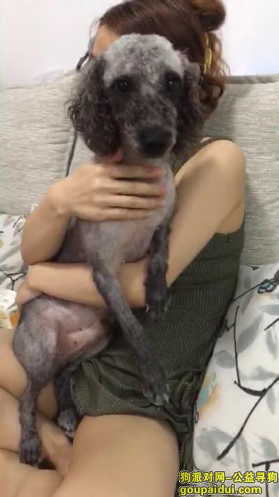 广东深圳龙华新区民治白石龙附近寻找灰色泰迪，它是一只非常可爱的宠物狗狗，希望它早日回家，不要变成流浪狗。