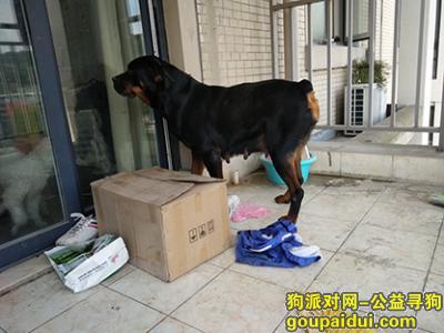【杭州捡到狗】，捡到一只大型犬黑色，母狗，屁股有快斑，它是一只非常可爱的宠物狗狗，希望它早日回家，不要变成流浪狗。