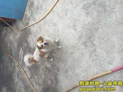 【广州找狗】，急寻爱犬，求各位帮帮忙，它是一只非常可爱的宠物狗狗，希望它早日回家，不要变成流浪狗。