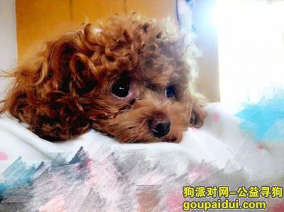 山东枣庄6月17日寻找走失小狗，它是一只非常可爱的宠物狗狗，希望它早日回家，不要变成流浪狗。