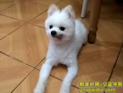 【北京找狗】，北京朝阳区潘家园松榆东里寻找博美，它是一只非常可爱的宠物狗狗，希望它早日回家，不要变成流浪狗。