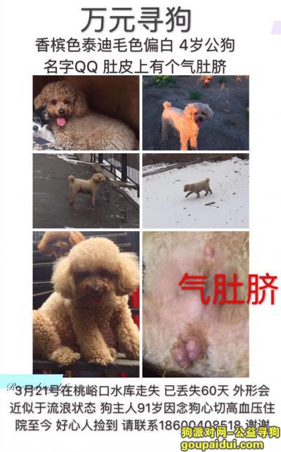 北京昌平区兴寿镇桃峪口万元寻找香槟色泰迪，它是一只非常可爱的宠物狗狗，希望它早日回家，不要变成流浪狗。