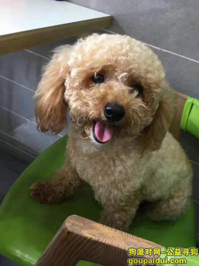 【温州找狗】，温州平阳寻找香槟色泰迪，它是一只非常可爱的宠物狗狗，希望它早日回家，不要变成流浪狗。
