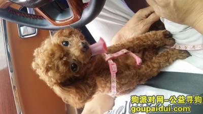 山东枣庄找狗  泰迪 6月17，它是一只非常可爱的宠物狗狗，希望它早日回家，不要变成流浪狗。