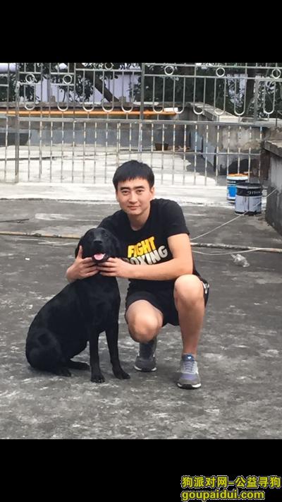 2000元寻找深圳罗湖黄贝岭黑色拉不拉多，它是一只非常可爱的宠物狗狗，希望它早日回家，不要变成流浪狗。