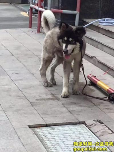 【广州捡到狗】，广东增城新塘发现一阿拉斯加在宠物医院寻找主人，它是一只非常可爱的宠物狗狗，希望它早日回家，不要变成流浪狗。