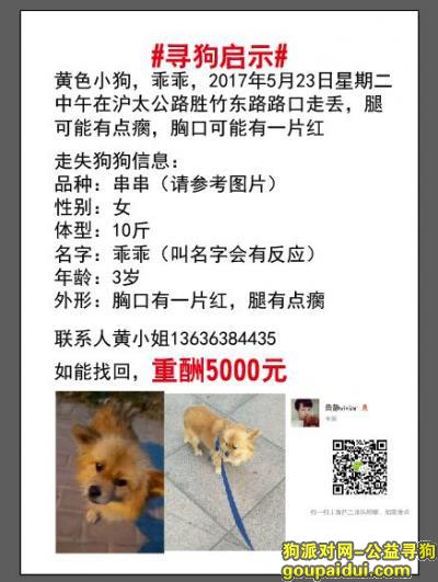 【上海找狗】，黄色小狗，2017年5月23日在上海宝山沪太公路走丢，重酬5000元，它是一只非常可爱的宠物狗狗，希望它早日回家，不要变成流浪狗。
