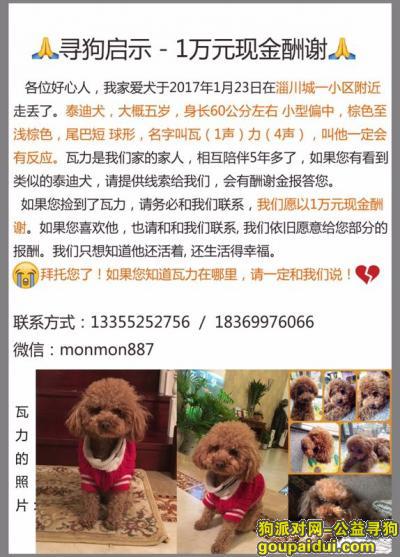 淄博找狗，山东省淄博市淄川城一小区酬谢一万元寻找泰迪，它是一只非常可爱的宠物狗狗，希望它早日回家，不要变成流浪狗。
