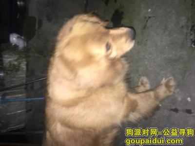 【杭州捡到狗】，我在花牌楼捡到只金毛…，它是一只非常可爱的宠物狗狗，希望它早日回家，不要变成流浪狗。
