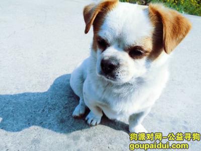【桂林找狗】，狗狗名叫乖乖,白色毛带点斑点主人很急，它是一只非常可爱的宠物狗狗，希望它早日回家，不要变成流浪狗。