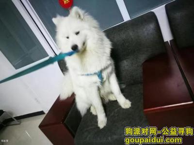 【北京找狗】，寻狗启事，请大家帮帮忙！！！，它是一只非常可爱的宠物狗狗，希望它早日回家，不要变成流浪狗。