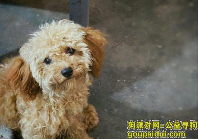 【成都找狗】，成都市成华区崔家店路寻找一只棕色泰迪，它是一只非常可爱的宠物狗狗，希望它早日回家，不要变成流浪狗。