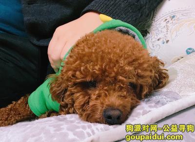 棕色泰迪，名字是多多，它是一只非常可爱的宠物狗狗，希望它早日回家，不要变成流浪狗。