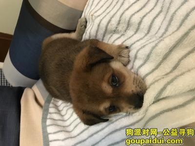 【杭州捡到狗】，捡到一只小狗狗 杭州西湖区，它是一只非常可爱的宠物狗狗，希望它早日回家，不要变成流浪狗。