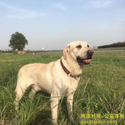 郑州市金水区孟寨南街酬谢两千元寻找拉布拉多，它是一只非常可爱的宠物狗狗，希望它早日回家，不要变成流浪狗。