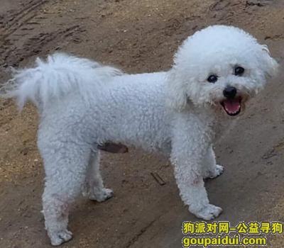 石家庄白色比熊遗失，5000元重金酬谢!!!，它是一只非常可爱的宠物狗狗，希望它早日回家，不要变成流浪狗。