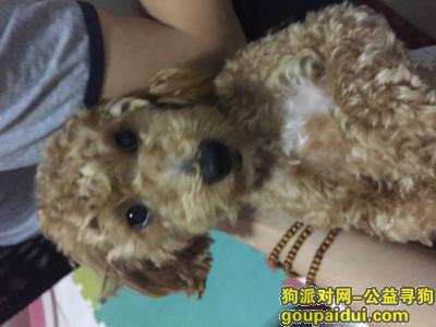 【北京找狗】，寻找一只不到一岁泰迪，它是一只非常可爱的宠物狗狗，希望它早日回家，不要变成流浪狗。