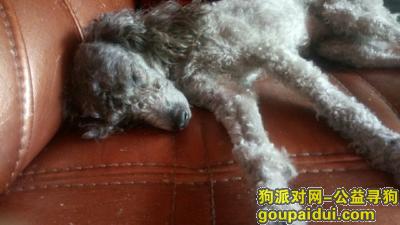 【枣庄找狗】，本人家中三岁灰色泰迪于6月25日上午九点半至十点之间，它是一只非常可爱的宠物狗狗，希望它早日回家，不要变成流浪狗。