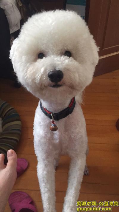 【芜湖找狗】，2017年6月25日下午白色比熊在长街走失，它是一只非常可爱的宠物狗狗，希望它早日回家，不要变成流浪狗。