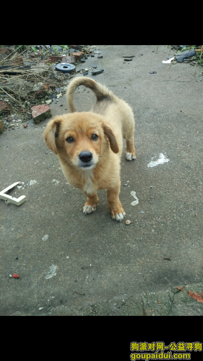 苏州捡到狗，吴中横泾，捡到狗啦！，它是一只非常可爱的宠物狗狗，希望它早日回家，不要变成流浪狗。