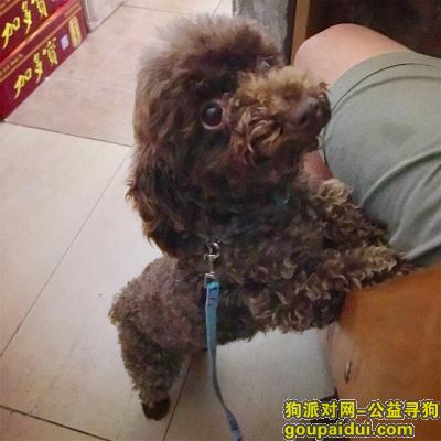 重庆大学城熙街丢失一只咖啡色母泰迪，它是一只非常可爱的宠物狗狗，希望它早日回家，不要变成流浪狗。
