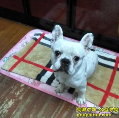 【南昌找狗】，南昌青山湖寻找狗狗一只，它是一只非常可爱的宠物狗狗，希望它早日回家，不要变成流浪狗。