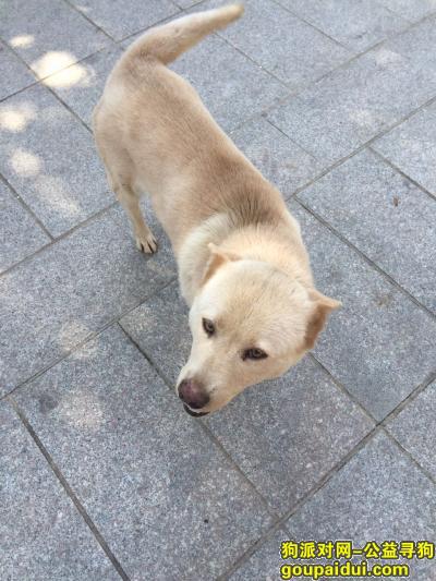 【广州找狗】，广州市天河区智慧城内或者高塘石附近：赏金2000，它是一只非常可爱的宠物狗狗，希望它早日回家，不要变成流浪狗。