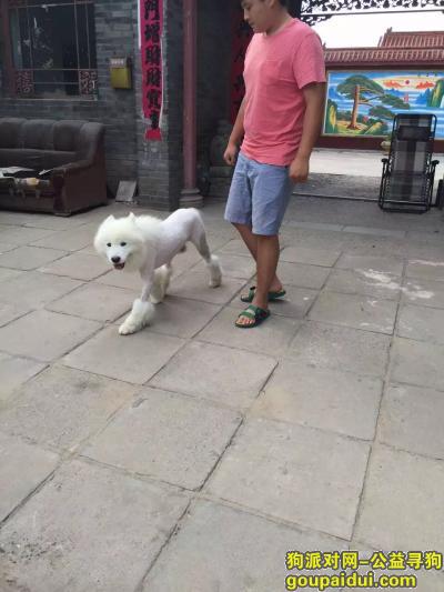 白色剃毛萨摩耶被偷！！，它是一只非常可爱的宠物狗狗，希望它早日回家，不要变成流浪狗。