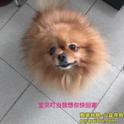 【郑州找狗】，寻爱犬博美叮当，定重金酬谢，它是一只非常可爱的宠物狗狗，希望它早日回家，不要变成流浪狗。