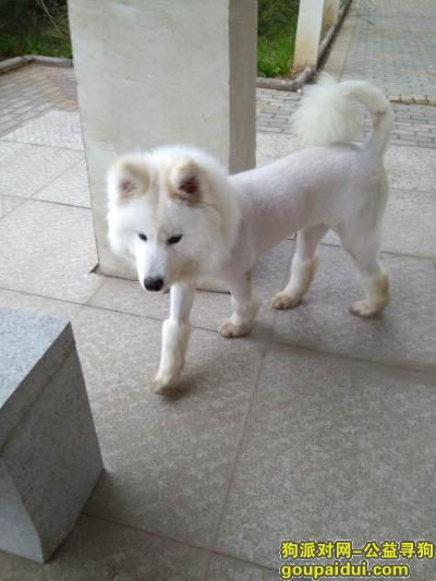 【洛阳找狗】，宜阳县寻狗萨摩耶悬赏2千元，它是一只非常可爱的宠物狗狗，希望它早日回家，不要变成流浪狗。