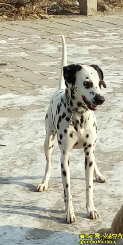 寻找自家走失的斑点狗，它是一只非常可爱的宠物狗狗，希望它早日回家，不要变成流浪狗。