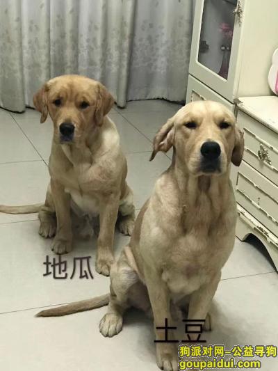 北京顺义寻两只金毛土豆 地瓜，它是一只非常可爱的宠物狗狗，希望它早日回家，不要变成流浪狗。
