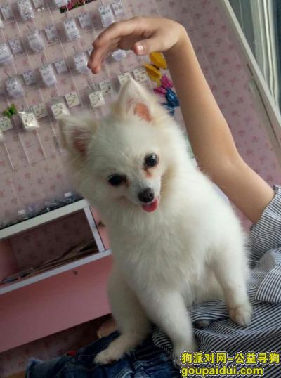 【上海找狗】，上海宝山重金寻狗    博美犬  母  一岁多，它是一只非常可爱的宠物狗狗，希望它早日回家，不要变成流浪狗。