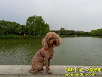 【北京找狗】，常营派出所附近走失驱干四肢剃毛浅棕泰迪，它是一只非常可爱的宠物狗狗，希望它早日回家，不要变成流浪狗。