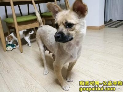【北京找狗】，北京 石景山区 黄色小型田园犬走失，它是一只非常可爱的宠物狗狗，希望它早日回家，不要变成流浪狗。