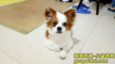 【重庆找狗】，重金寻狗 重庆大学城曾家老街 狗狗叫：豆豆，它是一只非常可爱的宠物狗狗，希望它早日回家，不要变成流浪狗。