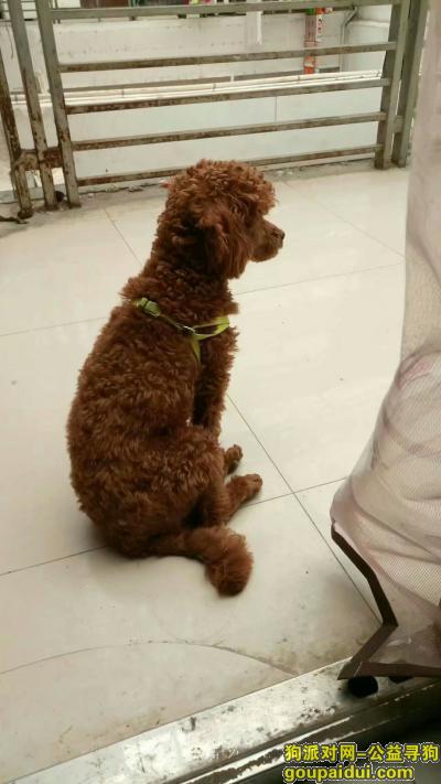 【南京找狗】，我家泰迪走丢！！！在南京老门东，它是一只非常可爱的宠物狗狗，希望它早日回家，不要变成流浪狗。