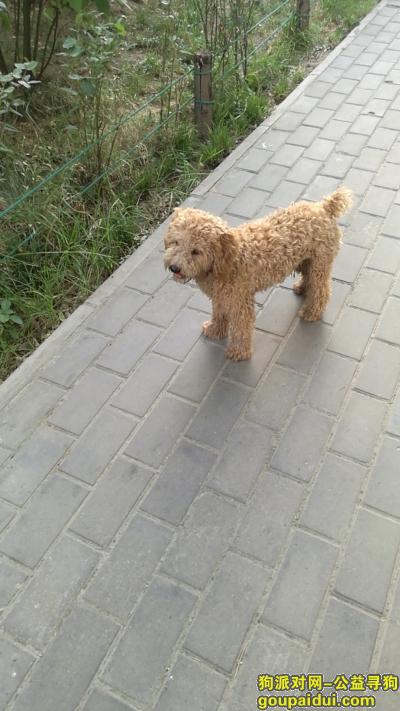 【西安捡到狗】，西安东郊纺织城捡到一只公泰迪，它是一只非常可爱的宠物狗狗，希望它早日回家，不要变成流浪狗。