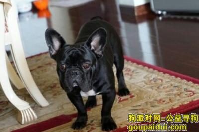 【北京找狗】，北京朝阳寻狗法斗启事，它是一只非常可爱的宠物狗狗，希望它早日回家，不要变成流浪狗。