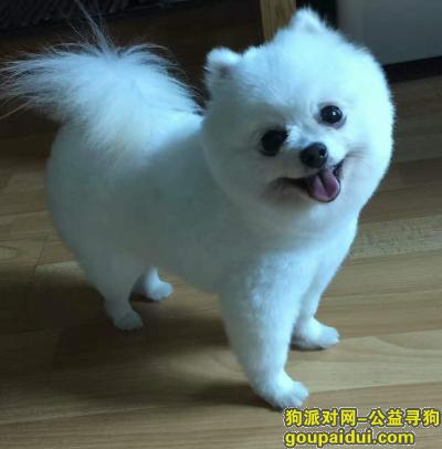 【成都找狗】，5岁的白色博美犬走失，请帮忙留意，它是一只非常可爱的宠物狗狗，希望它早日回家，不要变成流浪狗。