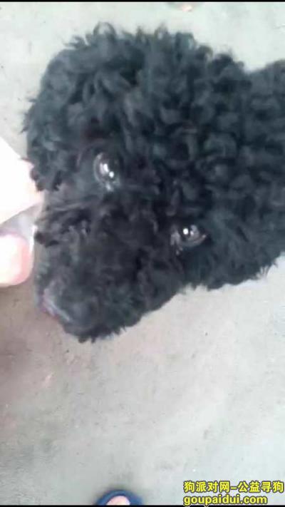 【徐州找狗】，寻找丢失两岁黑色雄性泰迪，它是一只非常可爱的宠物狗狗，希望它早日回家，不要变成流浪狗。