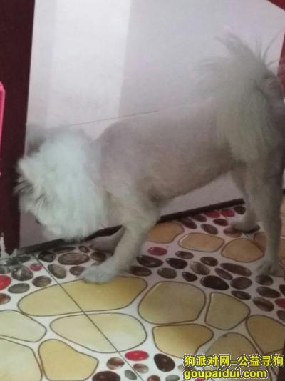 寻找白色博美雪球大约五斤重，耳朵微微发黄。于2017年7月15日19点10左右被人抱走！，它是一只非常可爱的宠物狗狗，希望它早日回家，不要变成流浪狗。
