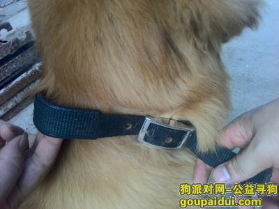长沙捡到狗，下河街拾到50斤左右金毛犬一只，它是一只非常可爱的宠物狗狗，希望它早日回家，不要变成流浪狗。