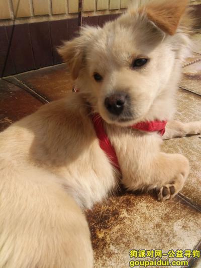 寻找爱犬浅黄色普通狗(球球)，它是一只非常可爱的宠物狗狗，希望它早日回家，不要变成流浪狗。