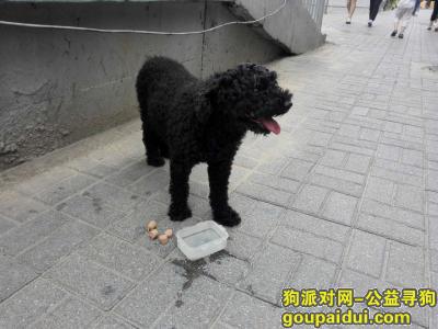 捡到狗，已经找到主人    黑色泰迪公狗10岁左右15斤，它是一只非常可爱的宠物狗狗，希望它早日回家，不要变成流浪狗。